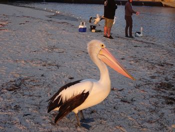 Selene Holiday Apartment AtWest Beach - Accommodation Cooktown 6