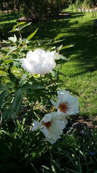 Wisteria Lodge - Accommodation Cooktown 3