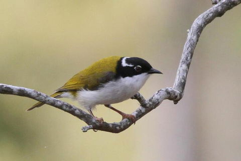 Tracks End Retreat - Accommodation Cooktown 5