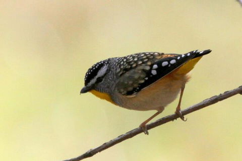 Tracks End Retreat - Accommodation Cooktown 7