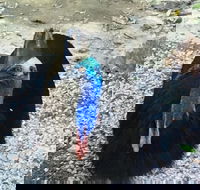 Licuala Lodge - Accommodation Cooktown