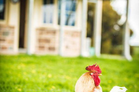 Barossa Vineyard Cottages - Accommodation Cooktown 6