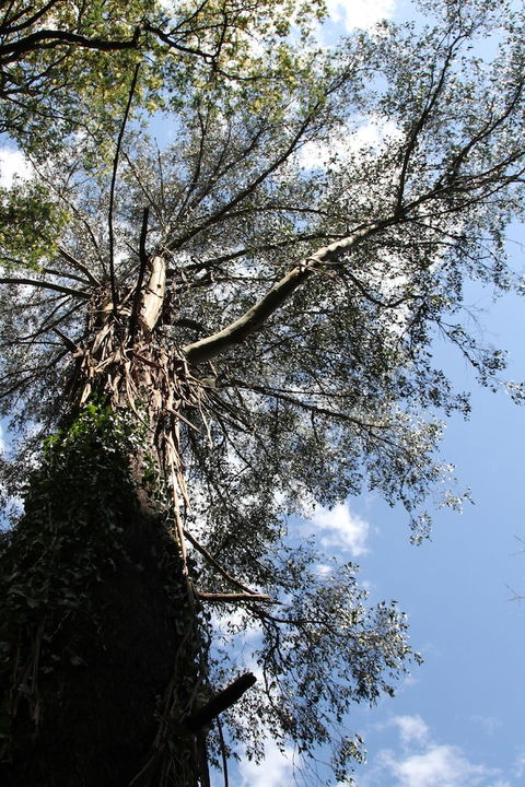 Gatehouse Cottage At Merrow Cottages - Mt Dandenong - Accommodation Cooktown 4