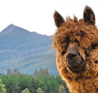 Maydena Mountain Cabins - Accommodation Cooktown