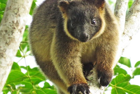 Mt Quincan Crater Retreat - Accommodation Cooktown 2