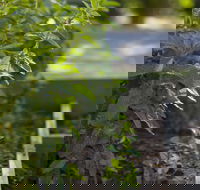 Grampians Eco YHA - Hostel - Accommodation Cooktown