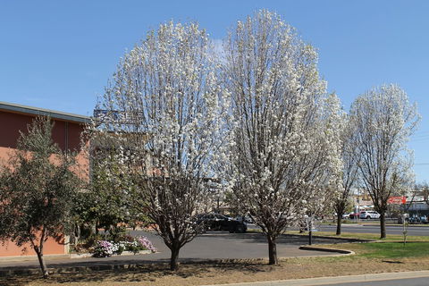 Forbes Victoria Inn - Accommodation Cooktown 1