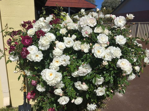 Observatory Guesthouse - Adults Only - Accommodation Cooktown 6