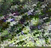 Crater Lakes Rainforest Cottages