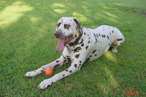 Tropical Coast Retreat - Accommodation Cooktown 3