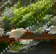 The Burrow At Wombat Bend - Accommodation Cooktown