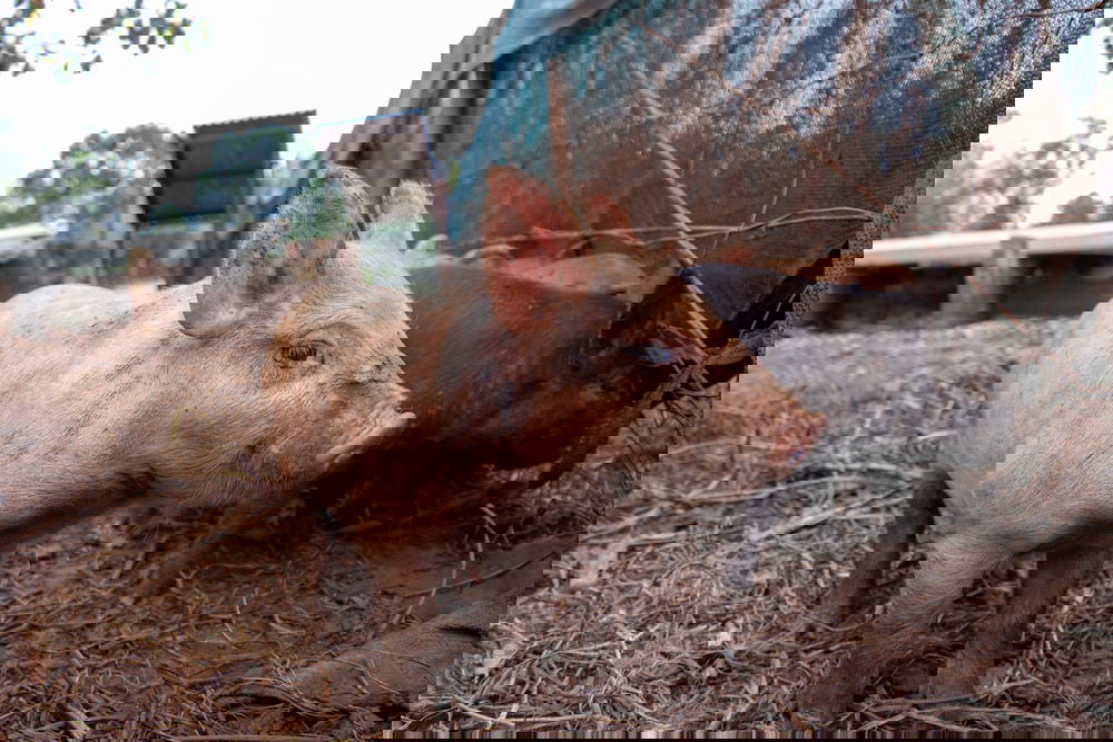  Accommodation Cooktown