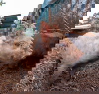 Batchelor Butterfly Farm - Accommodation Cooktown