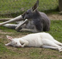 A Twist of Willow - Accommodation Cooktown