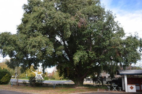 Alkira Motel - Accommodation Cooktown 2