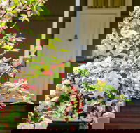 Apple Blossom Cottage - Accommodation Cooktown