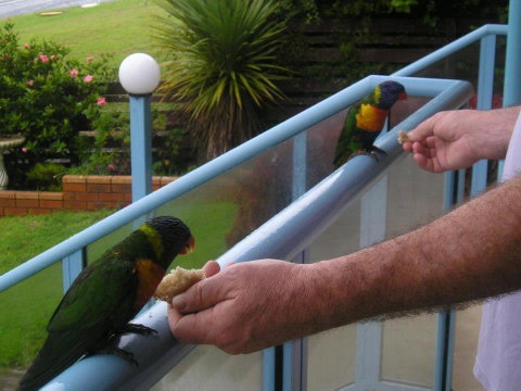 Narooma Golfers Lodge - Accommodation Cooktown 3