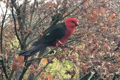 The Studio Yarra Valley - Accommodation Cooktown 6