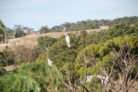 Mancuso Country Cottage Retreat - Accommodation Cooktown 6
