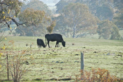 Mancuso Country Cottage Retreat - Accommodation Cooktown 5
