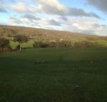 Mancuso Country Cottage Retreat - Accommodation Cooktown