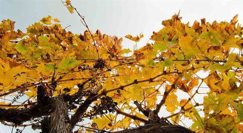 Arimia Restaurant And Winery - Accommodation Cooktown 9