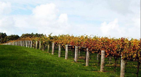 Arimia Restaurant And Winery - Accommodation Cooktown 10