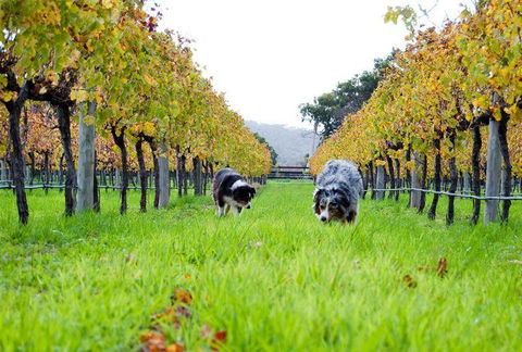 Arimia Restaurant And Winery - Accommodation Cooktown 12