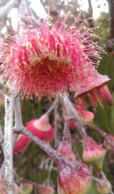 Arimia Restaurant And Winery - Accommodation Cooktown 20