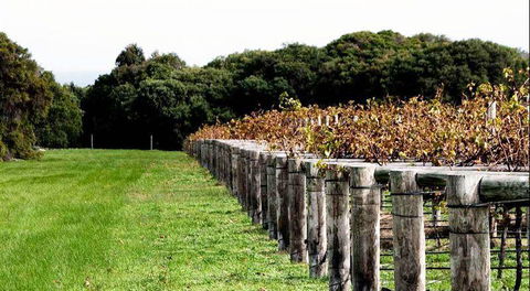 Arimia Restaurant And Winery - Accommodation Cooktown 5