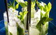 Havana Beach Cafe & Lounge - thumb 10