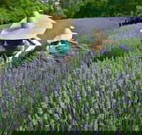 Lavandula Swiss Italian Farm - Accommodation Cooktown