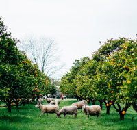Cambray Cheese Farm Shop - Accommodation Cooktown