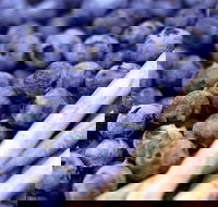 Drum Drum Blueberry Farm