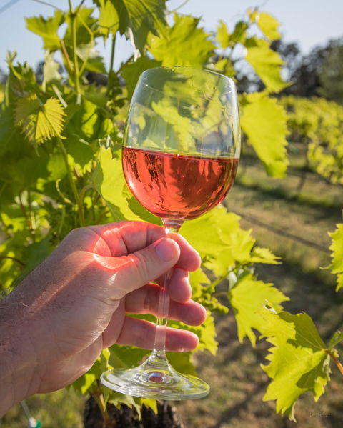 Breakfast Creek Vineyard - Accommodation Cooktown 0