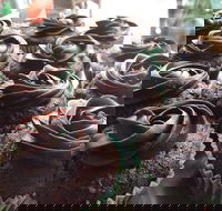 Govindas Pure Vegetarian - Burleigh Heads - Accommodation Cooktown