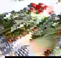 The Garden Tearooms  Cottage Nursery