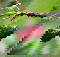 Red Hill Cherry Farm