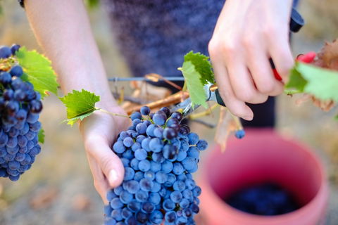 Red Feet Wines - Accommodation Cooktown 1