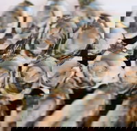 S.D. Caputo And Sons