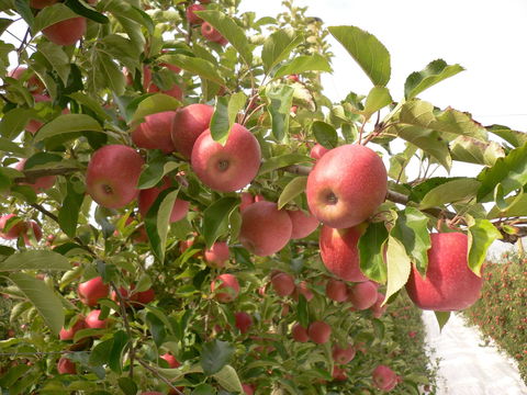 Staples Apples - Accommodation Cooktown 0