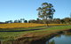 Malcolm Creek Vineyard - thumb 1