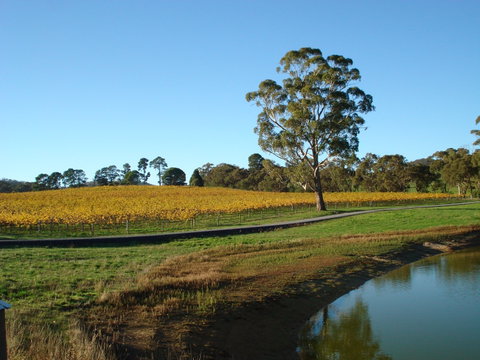 Malcolm Creek Vineyard - Accommodation Cooktown 1