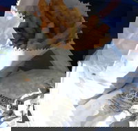 Ragenovich Bros Chickens - Accommodation Cooktown