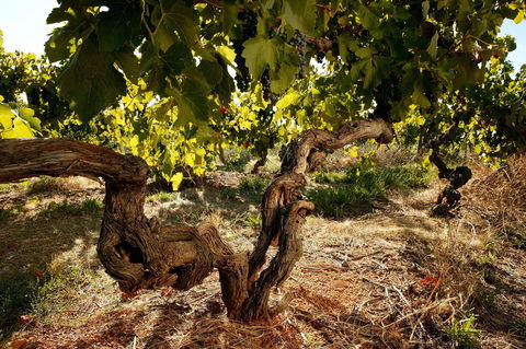 Baileys Of Glenrowan - Accommodation Cooktown 1