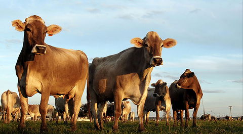 Hunter Belle Cheese - Accommodation Cooktown 1