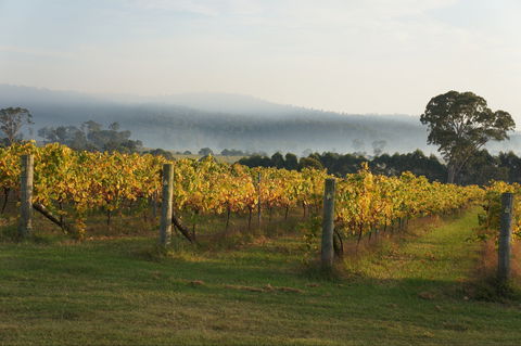 Rusty Fig Wines - Accommodation Cooktown 1