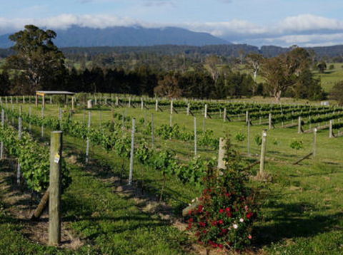 Rusty Fig Wines - Accommodation Cooktown 2