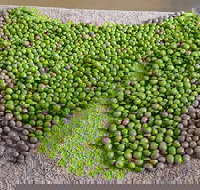 Wattle Hill Olives - Accommodation Cooktown