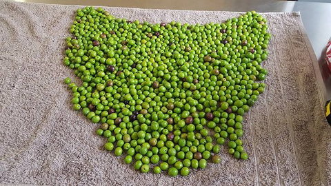 Wattle Hill Olives - Accommodation Cooktown 0